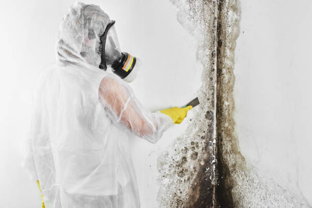 Best Fast Mold Removal  in Pennside, PA