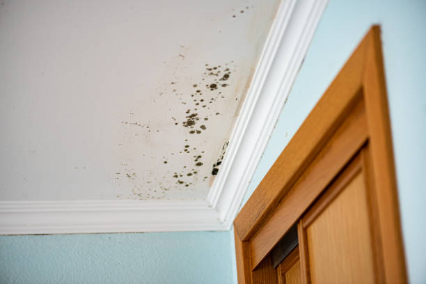 Best Certified Mold Removal  in Pennside, PA