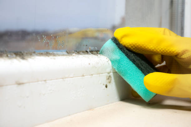 Best Mold Damage Repair  in Pennside, PA