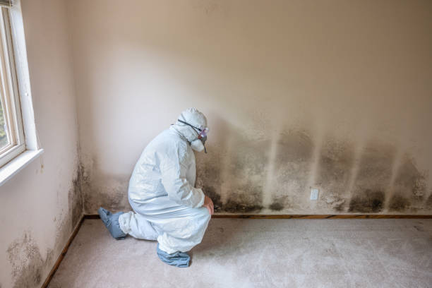 Best Crawl Space Mold Removal  in Pennside, PA